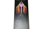 Dyson Airstrait Straightener