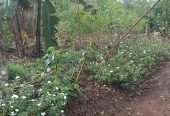 Residential plot for sell