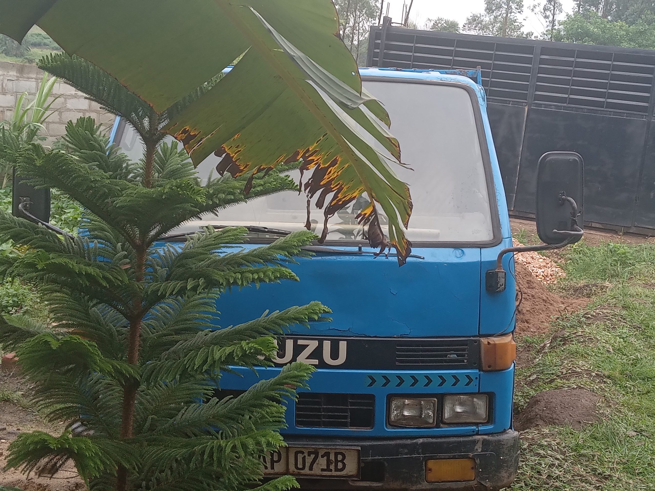 Isuzu Elf For Sale