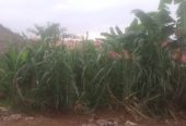 House and plot for sale
