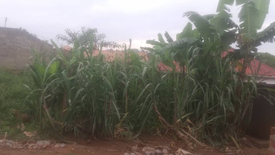House and plot for sale