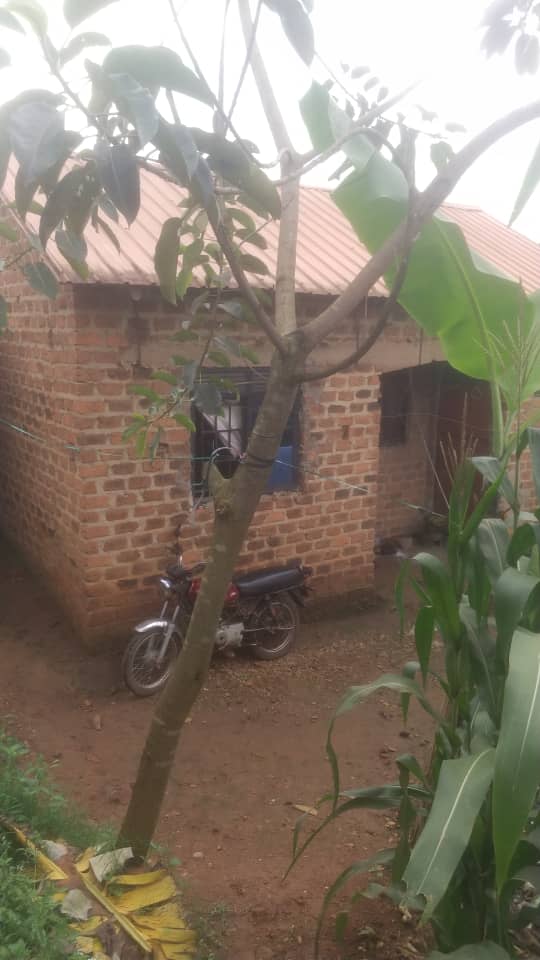 House and plot for sale