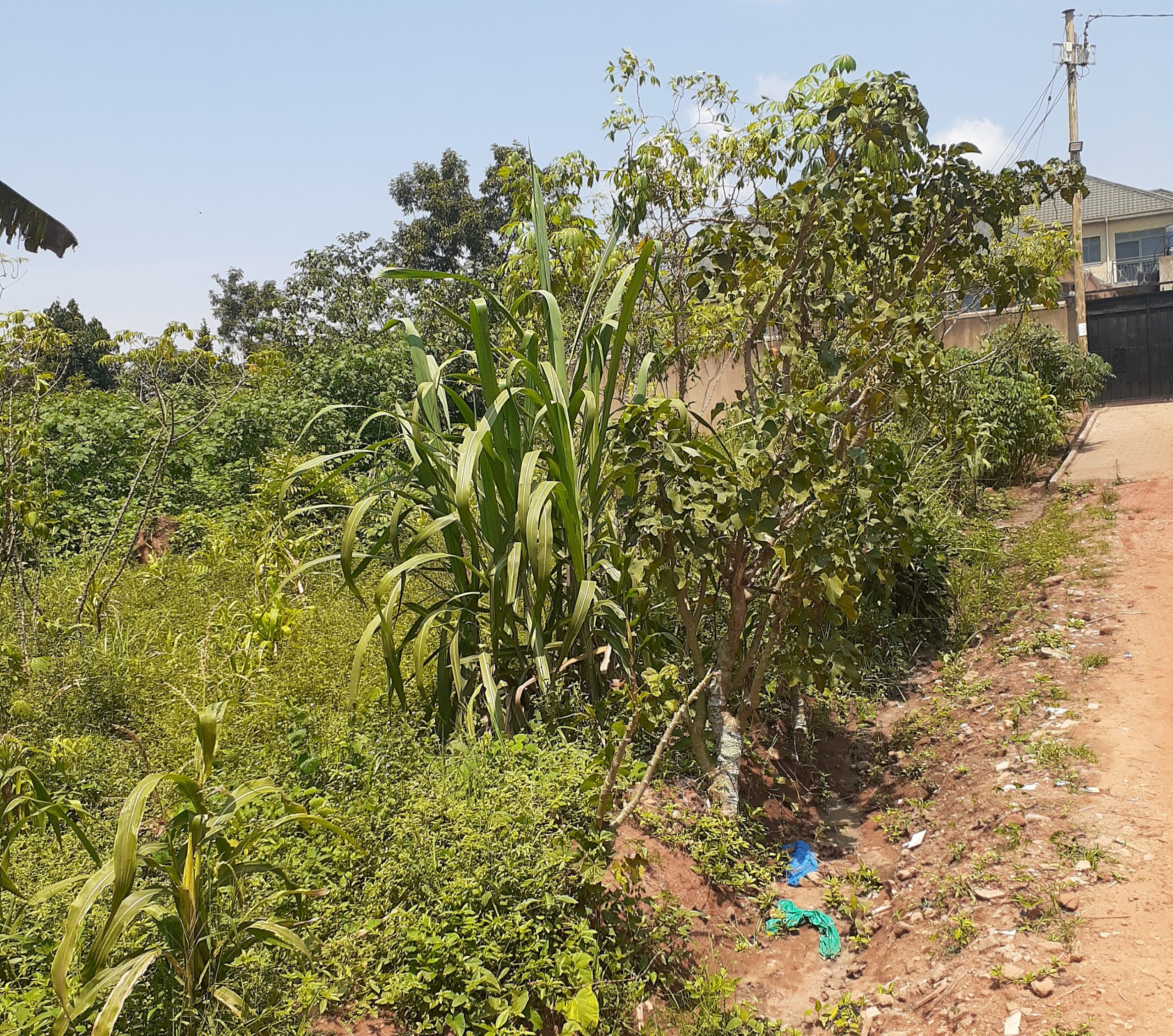 Plot for sale in Matugga