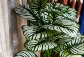 Indoor Flowers – Artificial