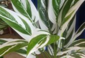Indoor Flowers – Artificial